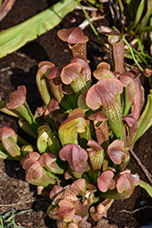 Bug Bat Pitcher Plant (Sarracenia 'Bug Bat') at Lakeshore Garden Centres