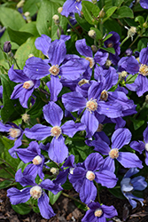 Rain Dance Clematis (Clematis 'Rain Dance') at Lakeshore Garden Centres