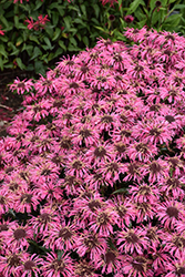 Upscale Pink Chenille Beebalm (Monarda 'Pink Chenille') at Peter Knippel Garden Centre