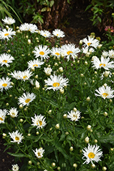 Amazing Daisies Spun Silk Shasta Daisy (Leucanthemum x superbum 'Spun Silk') at Peter Knippel Garden Centre