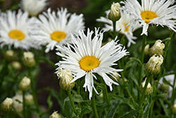Amazing Daisies Spun Silk Shasta Daisy (Leucanthemum x superbum 'Spun Silk') at Peter Knippel Garden Centre
