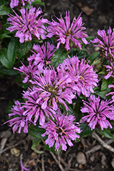 Pardon My Lavender II Beebalm (Monarda didyma 'Pardon My Lavender II') at Lakeshore Garden Centres