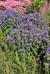 Bells and Whistles Clustered Bellflower (Campanula glomerata 'Bells And Whistles') at Lakeshore Garden Centres