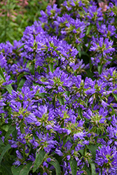 Bells and Whistles Clustered Bellflower (Campanula glomerata 'Bells And Whistles') at Lakeshore Garden Centres