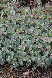 Rock 'N Grow Superstar Stonecrop (Sedum 'Superstar') at Lakeshore Garden Centres
