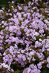 Opening Act Blush Phlox (Phlox 'Opening Act Blush') at Peter Knippel Garden Centre
