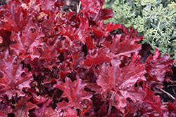 Dolce Cherry Truffles Coral Bells (Heuchera 'Cherry Truffles') at Peter Knippel Garden Centre