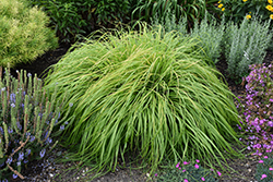 Prairie Winds Lemon Squeeze Fountain Grass (Pennisetum alopecuroides 'Lemon Squeeze') at Peter Knippel Garden Centre