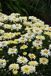 Amazing Daisies Banana Cream II Shasta Daisy (Leucanthemum x superbum 'Banana Cream II') at Lakeshore Garden Centres