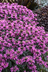 Upscale Lavender Taffeta Beebalm (Monarda 'Lavender Taffeta') at Peter Knippel Garden Centre
