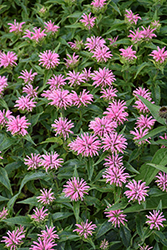 Pardon My Pink Beebalm (Monarda didyma 'Pardon My Pink') at Peter Knippel Garden Centre