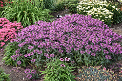 Upscale Lavender Taffeta Beebalm (Monarda 'Lavender Taffeta') at Peter Knippel Garden Centre