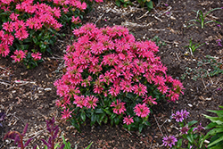 Pardon My Cerise Beebalm (Monarda didyma 'Pardon My Cerise') at Lakeshore Garden Centres