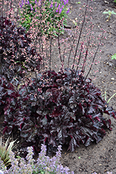 Dressed Up Evening Gown Coral Bells (Heuchera 'Evening Gown') at Peter Knippel Garden Centre