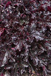 Dressed Up Evening Gown Coral Bells (Heuchera 'Evening Gown') at Peter Knippel Garden Centre