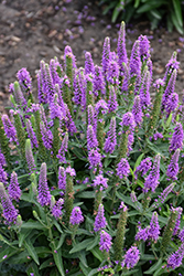 Magic Show Purple Illusion Speedwell (Veronica 'Purple Illusion') at Peter Knippel Garden Centre
