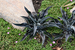 Catch a Wave Mangave (Mangave 'Catch a Wave') at Lakeshore Garden Centres