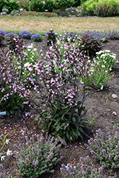 Midnight Masquerade Beard Tongue (Penstemon 'Midnight Masquerade') at Peter Knippel Garden Centre
