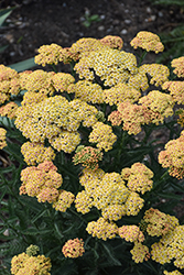 Firefly Peach Sky Yarrow (Achillea 'Firefly Peach Sky') at Peter Knippel Garden Centre