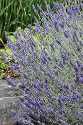 Sensational! Lavender (Lavandula x intermedia 'Sensational') at Lakeshore Garden Centres