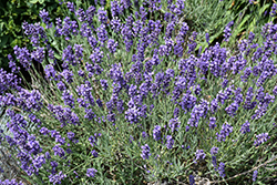 Hidcote Lavender (Lavandula angustifolia 'Hidcote') at Peter Knippel Garden Centre
