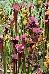 Conversation Piece Pitcher Plant (Sarracenia x moorei 'Conversation Piece') at Lakeshore Garden Centres