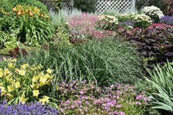 Indian Warrior Bluestem (Andropogon gerardii 'Indian Warrior') at Peter Knippel Garden Centre