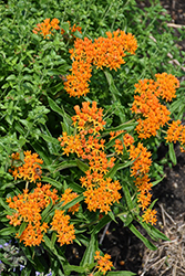 Butterfly Weed (Asclepias tuberosa) at Peter Knippel Garden Centre