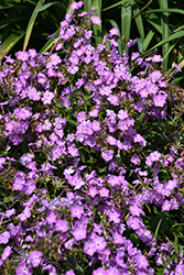 Opening Act Romance Phlox (Phlox 'Opening Act Romance') at Peter Knippel Garden Centre