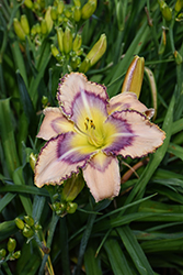 Handwriting On The Wall Daylily (Hemerocallis 'Handwriting On The Wall') at Peter Knippel Garden Centre