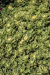 Rock 'N Low Boogie Woogie Stonecrop (Sedum 'Boogie Woogie') at Lakeshore Garden Centres