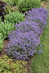 Essence Purple Lavender (Lavandula angustifolia 'Essence Purple') at Lakeshore Garden Centres