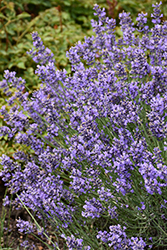 Essence Purple Lavender (Lavandula angustifolia 'Essence Purple') at Lakeshore Garden Centres