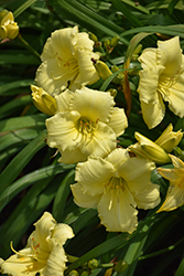 Stella Supreme Daylily (Hemerocallis 'Stella Supreme') at Peter Knippel Garden Centre