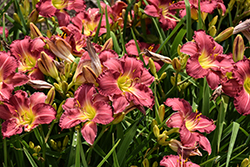 Happy Ever Appster Romantic Returns Daylily (Hemerocallis 'Romantic Returns') at Peter Knippel Garden Centre