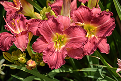 Happy Ever Appster Romantic Returns Daylily (Hemerocallis 'Romantic Returns') at Peter Knippel Garden Centre