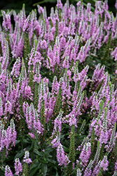 Magic Show Pink Potion Speedwell (Veronica 'Pink Potion') at Lakeshore Garden Centres