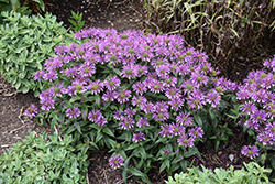 Leading Lady Amethyst Beebalm (Monarda 'Leading Lady Amethyst') at Lakeshore Garden Centres