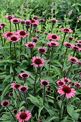 Eye-Catcher Coral Craze Coneflower (Echinacea 'Coral Craze') at Peter Knippel Garden Centre