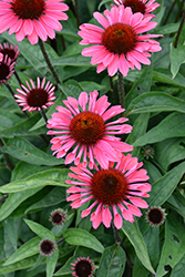 Eye-Catcher Coral Craze Coneflower (Echinacea 'Coral Craze') at Peter Knippel Garden Centre