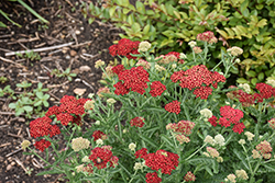 Sassy Summer Sangria Yarrow (Achillea 'Sassy Summer Sangria') at Peter Knippel Garden Centre