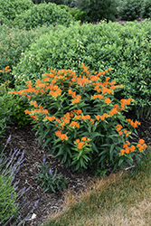 Butterfly Weed (Asclepias tuberosa) at Peter Knippel Garden Centre