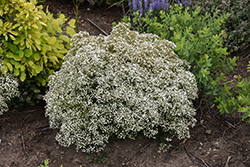 Summer Sparkles Baby's Breath (Gypsophila paniculata 'ESM Chispa') at Peter Knippel Garden Centre