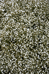 Summer Sparkles Baby's Breath (Gypsophila paniculata 'ESM Chispa') at Peter Knippel Garden Centre
