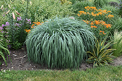 Prairie Winds Niagara Falls Switch Grass (Panicum virgatum 'Niagara Falls') at Peter Knippel Garden Centre