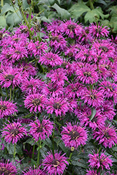 Electric Neon Purple Beebalm (Monarda 'Electric Neon Purple') at Lakeshore Garden Centres