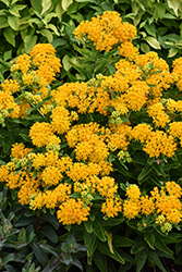 Hello Yellow Milkweed (Asclepias tuberosa 'Hello Yellow') at Peter Knippel Garden Centre