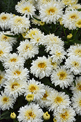 Ice Cream Dream Shasta Daisy (Leucanthemum x superbum 'Ice Cream Dream') at Lakeshore Garden Centres