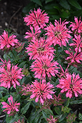 Leading Lady Pink Beebalm (Monarda 'Leading Lady Pink') at Lakeshore Garden Centres