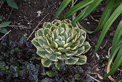 Desert Diamond Mangave (Mangave 'Desert Diamond') at Lakeshore Garden Centres